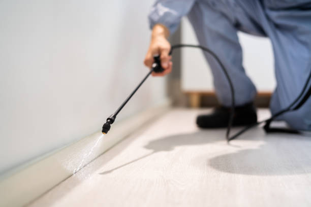 Licensed Ant Control service in Pine Manor, FL - Show Me Pest Control