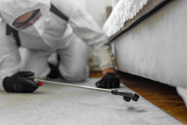 Professional Ant Control technician working in Pine Manor, FL